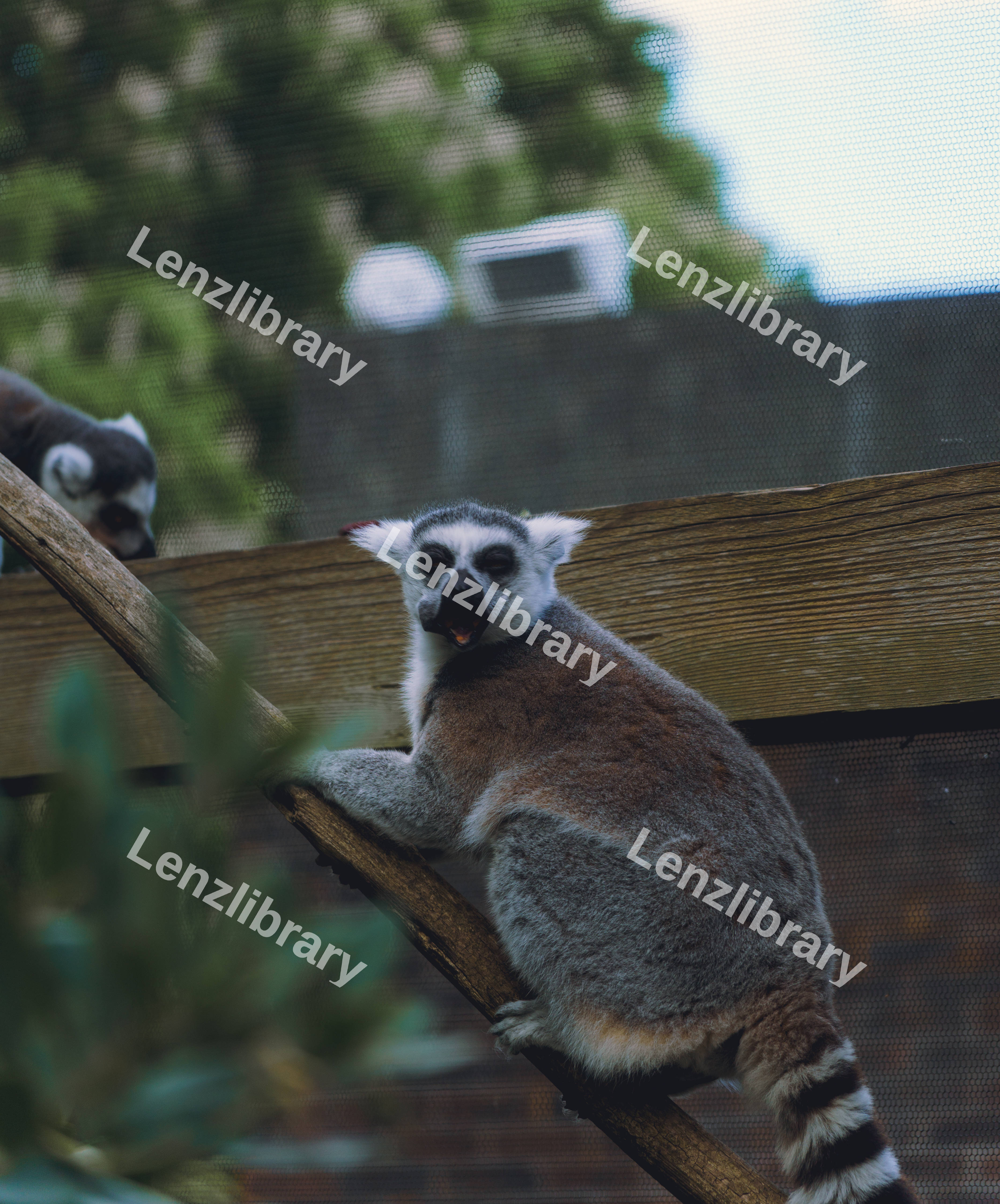 Lemur Silly Face
